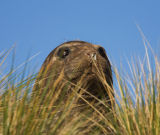 Southern Elephant Seal 